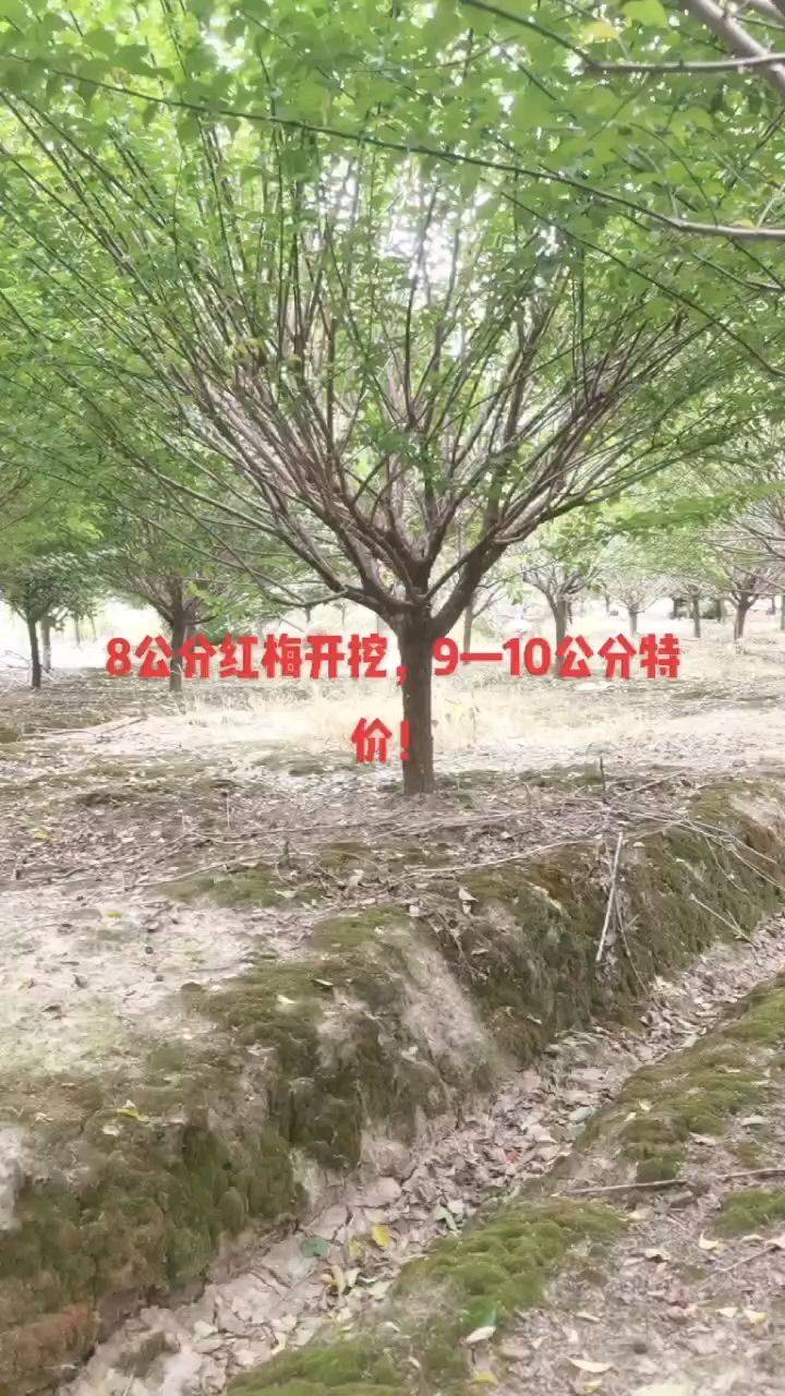 红梅图片