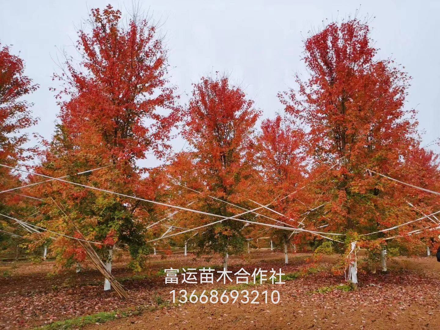 美国红枫（秋火焰）图片