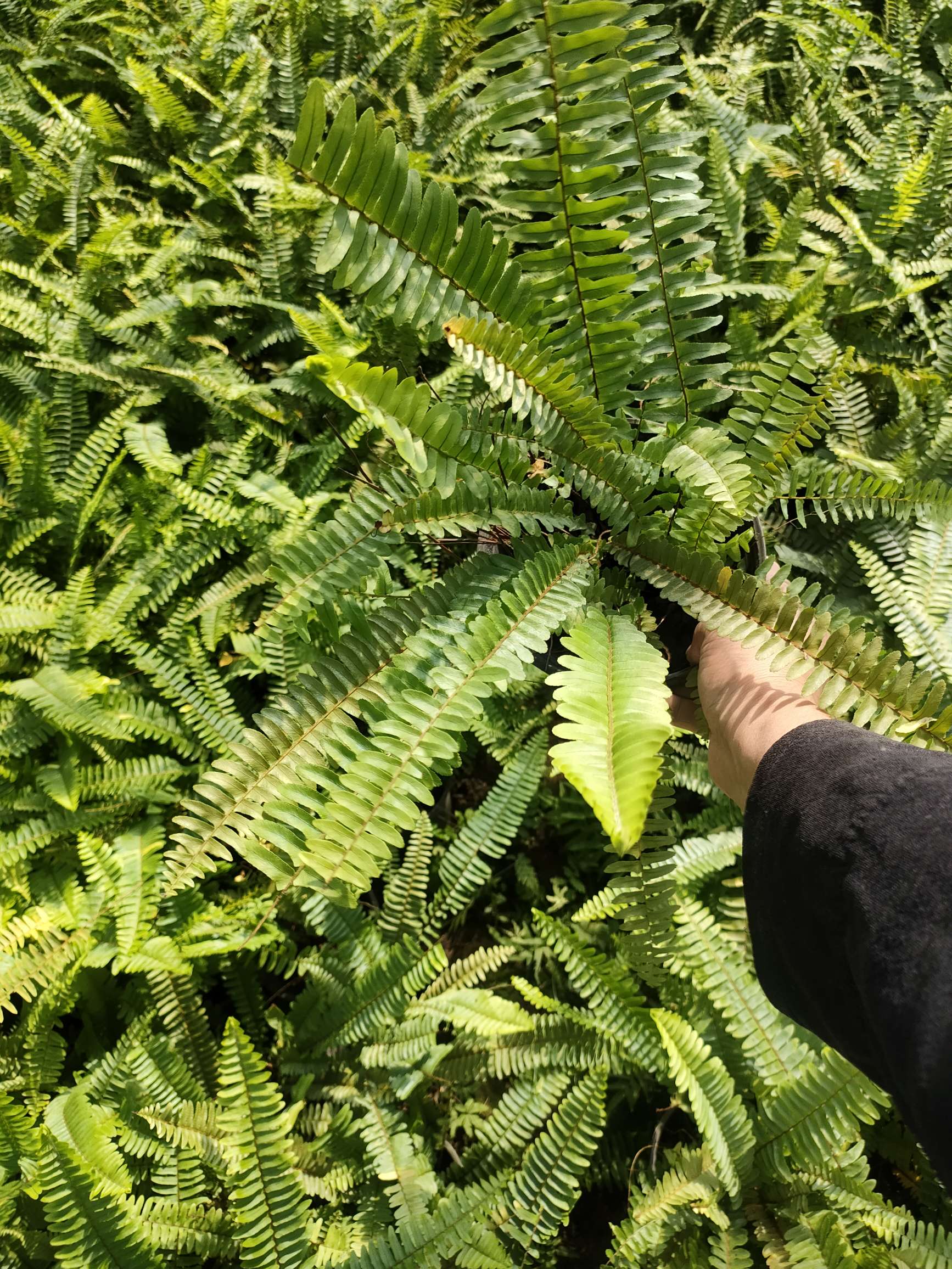 肾蕨图片