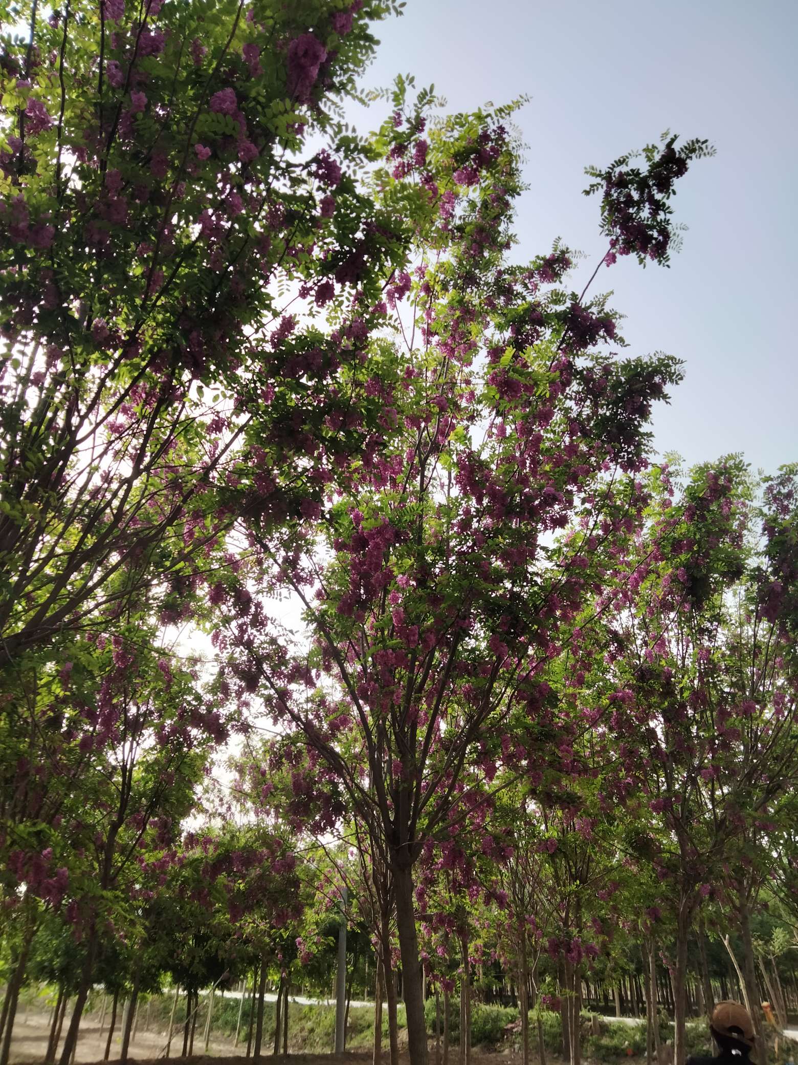 香花槐图片