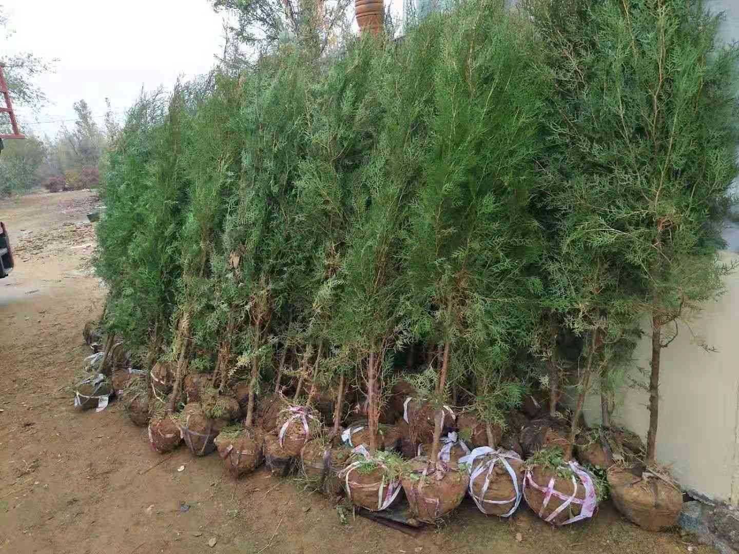 侧柏图片