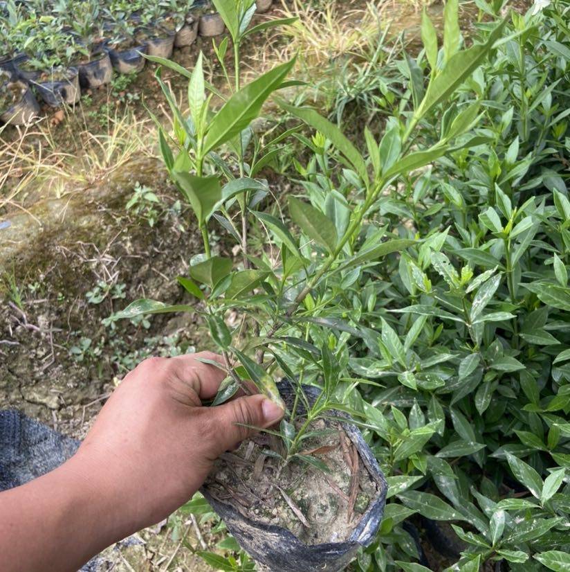 小叶栀子花图片