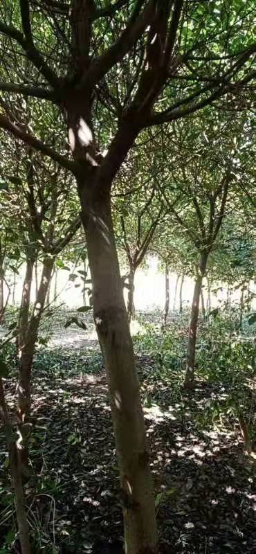 红叶石楠图片