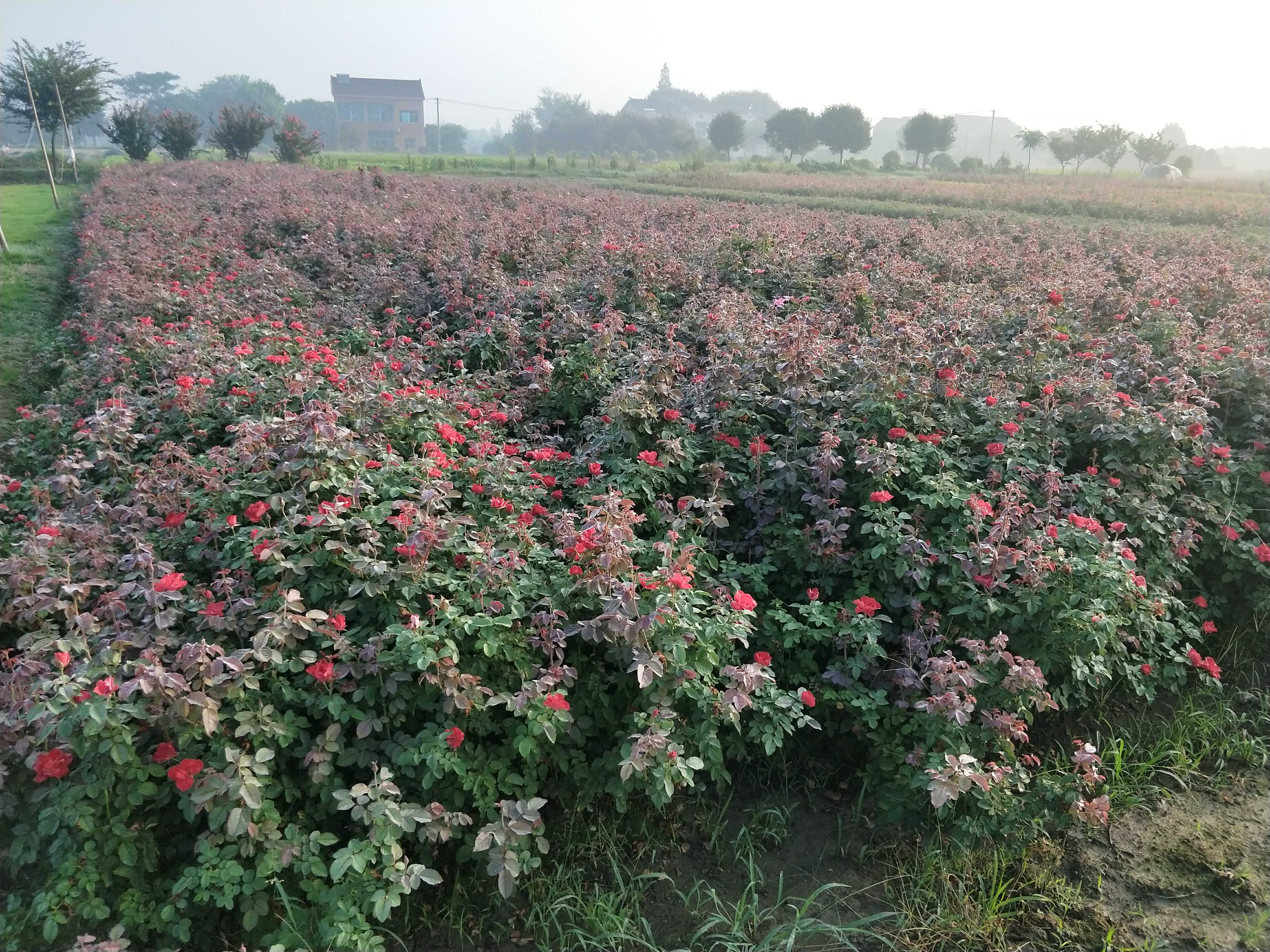 红帽子图片