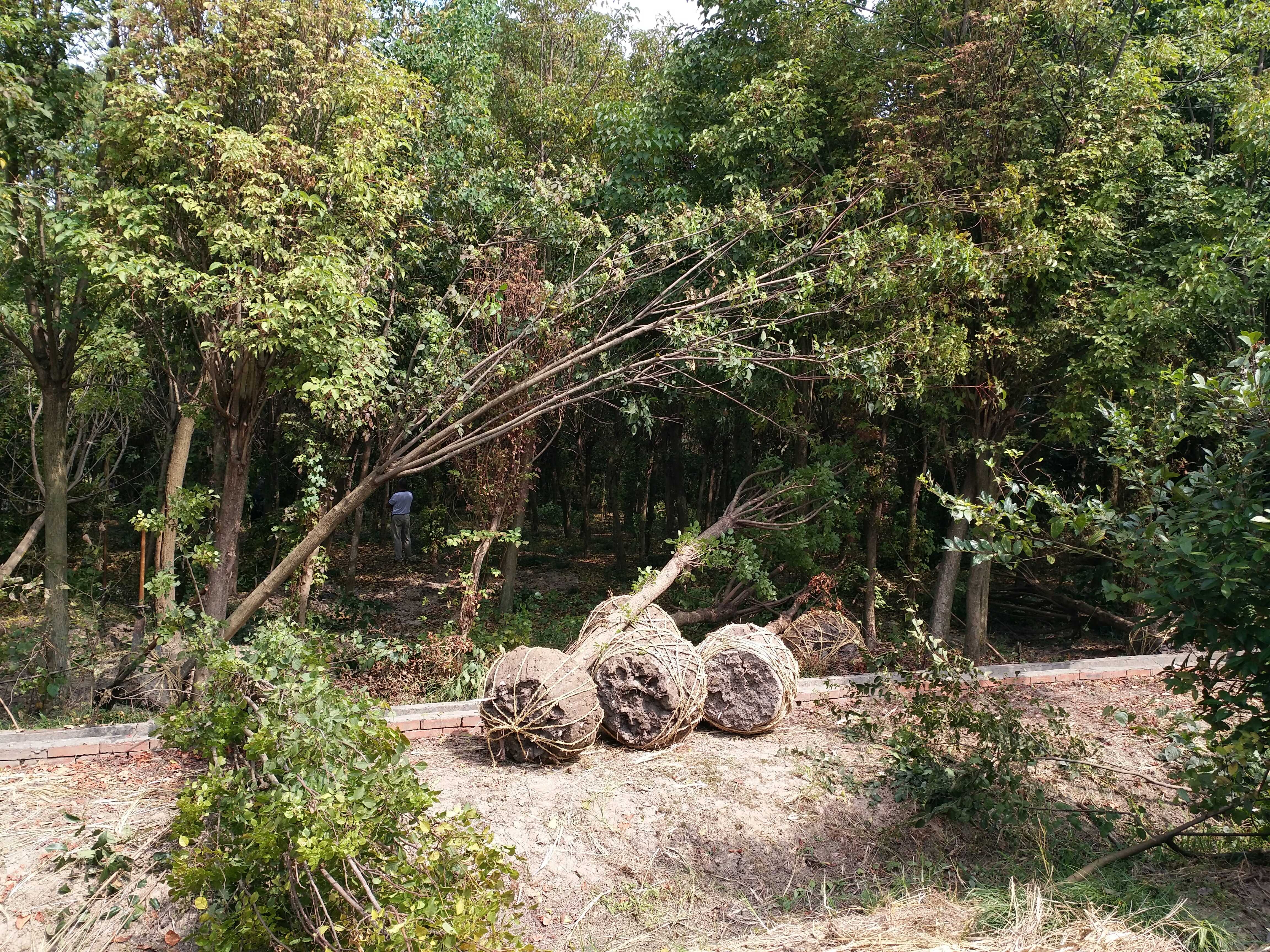 顺江苗圃图片