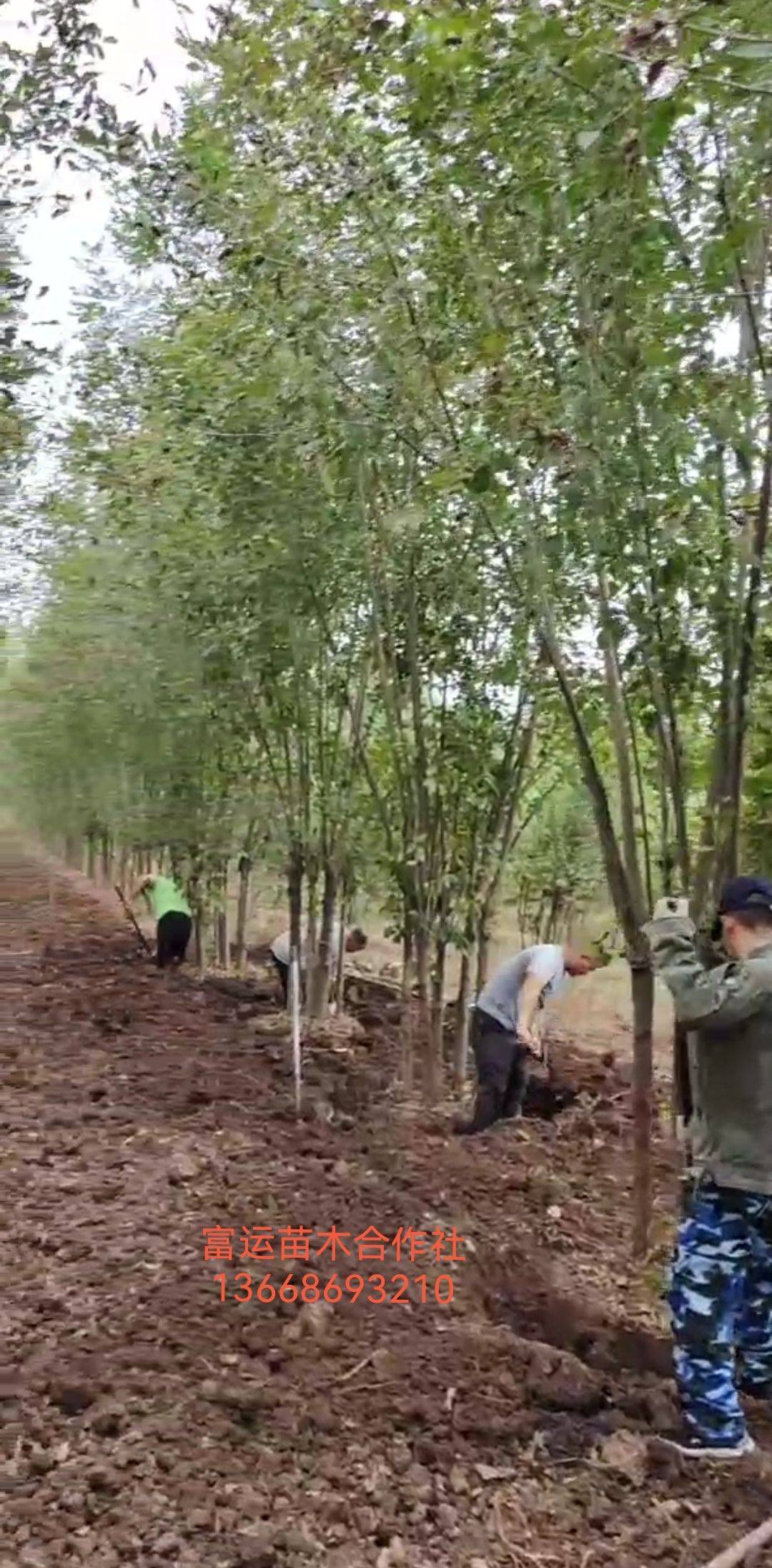 白蜡图片