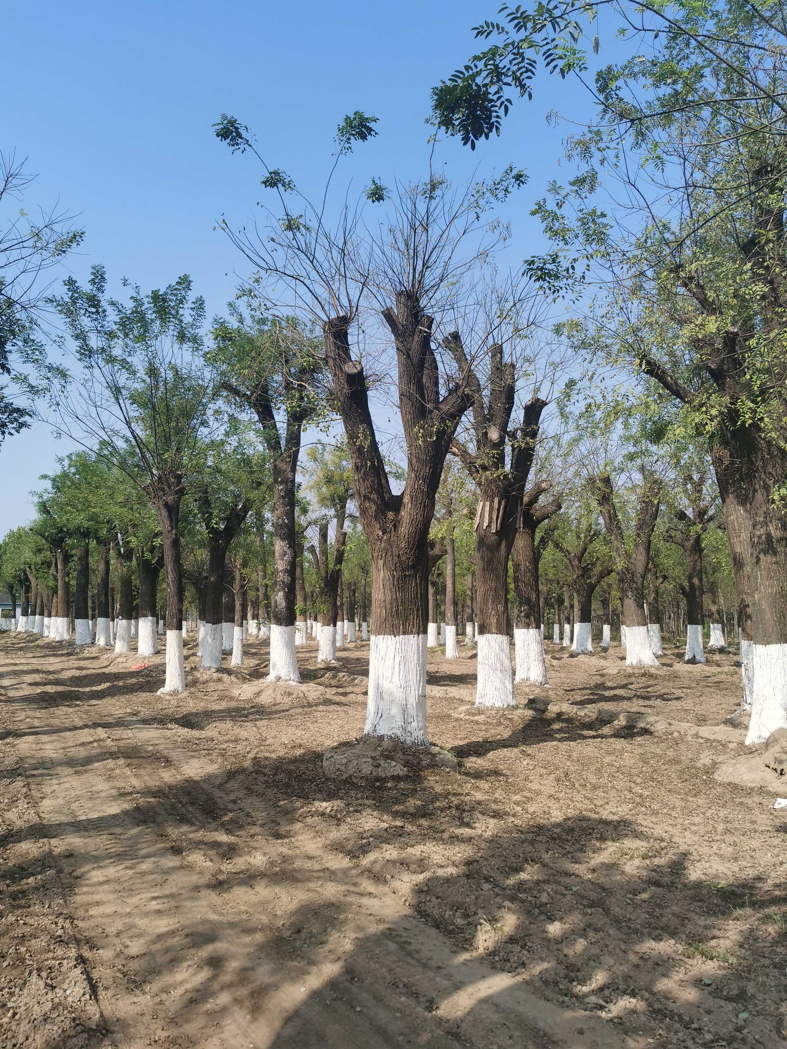 山东飞宇园林种植基地图片