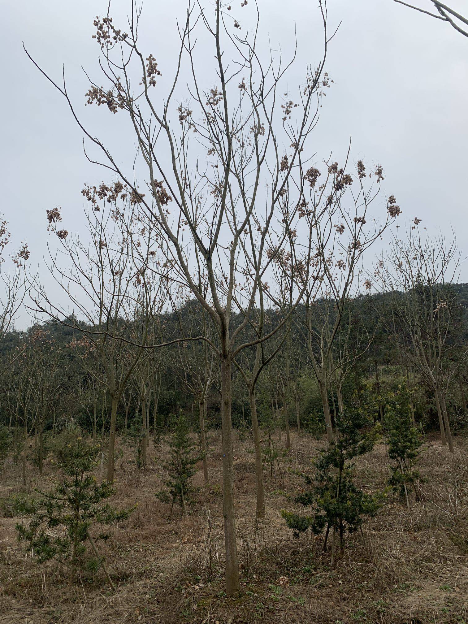 黄山栾树图片