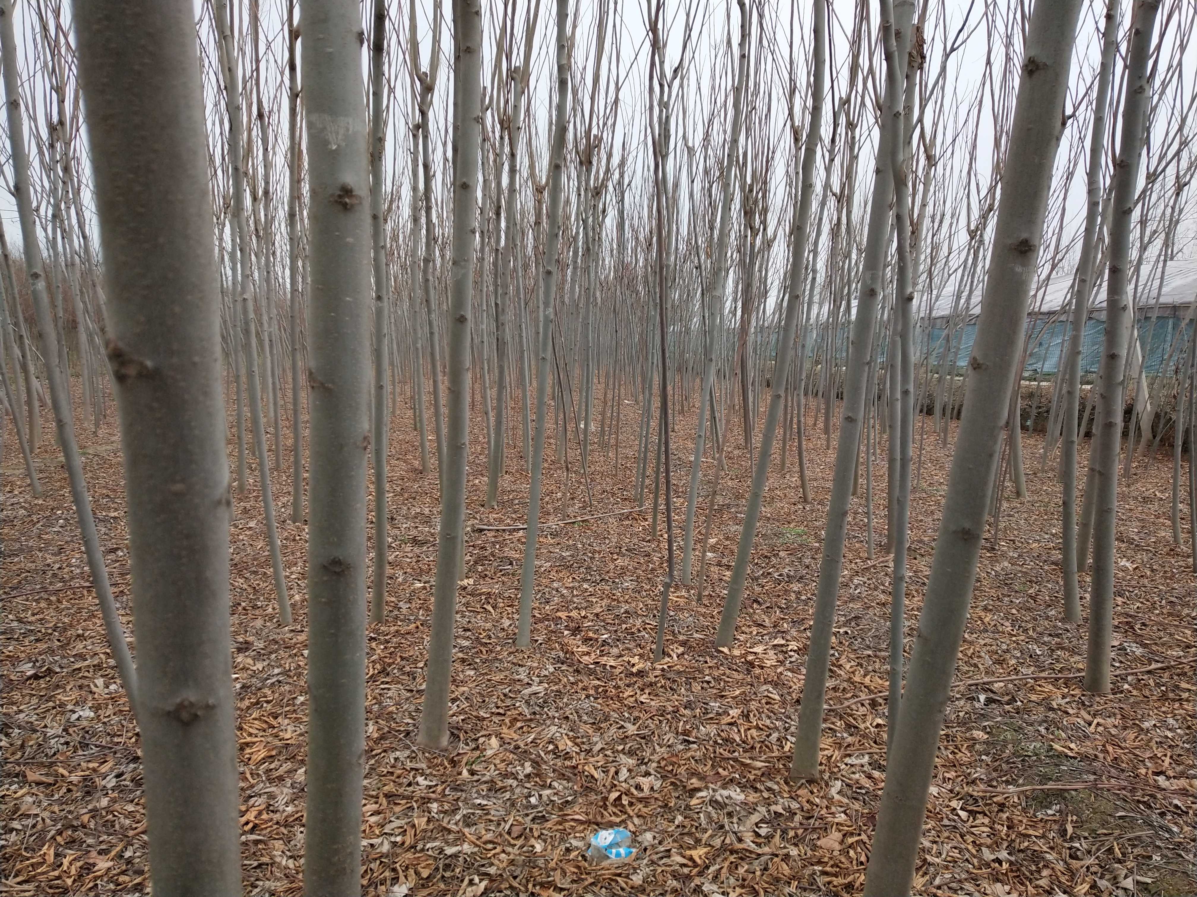 黄山栾树图片