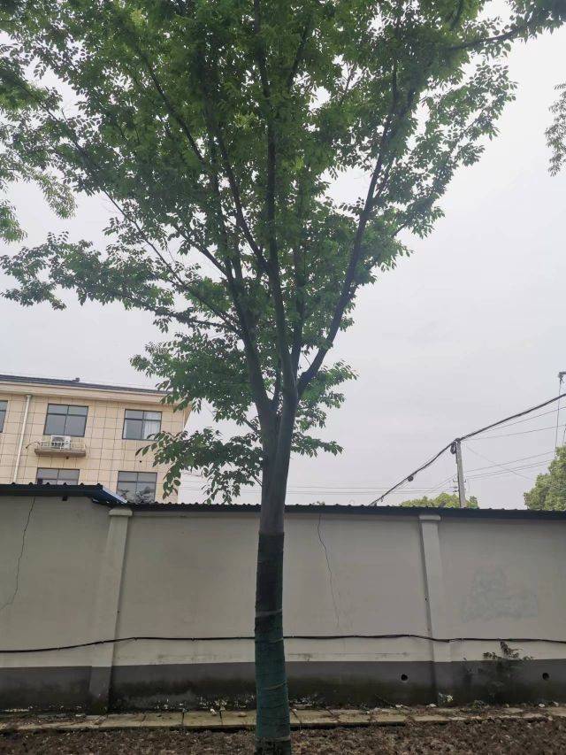 榉树图片