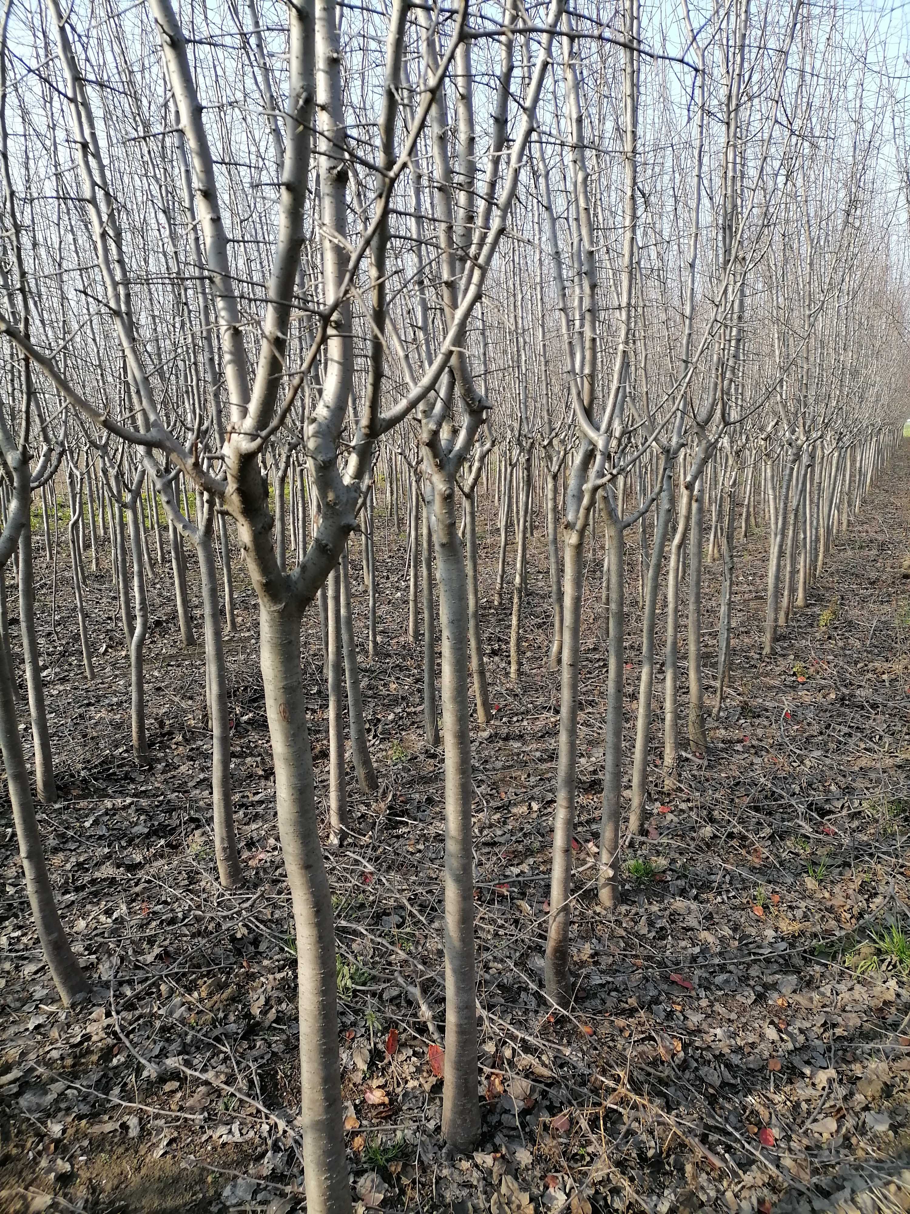 垂丝海棠图片