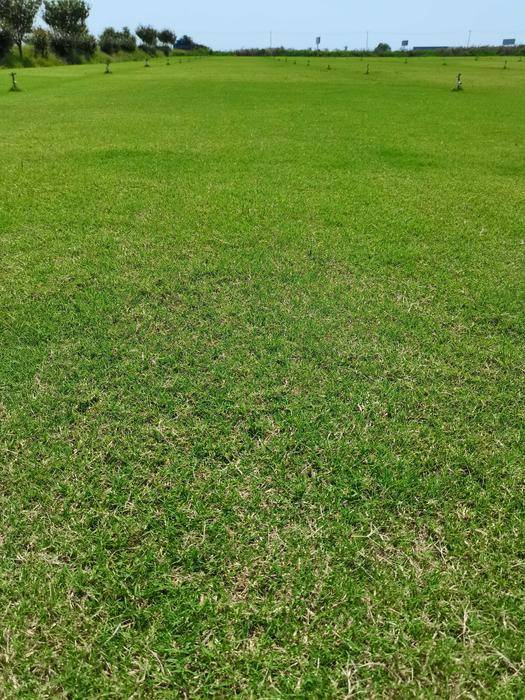 百慕大草坪图片