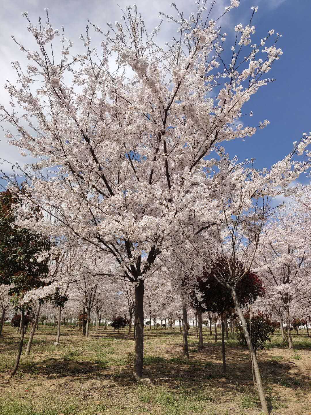 首页 全部苗木 灌木 日本樱花(染井吉野樱)