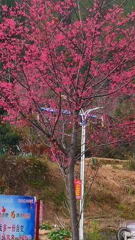福建山樱花图片