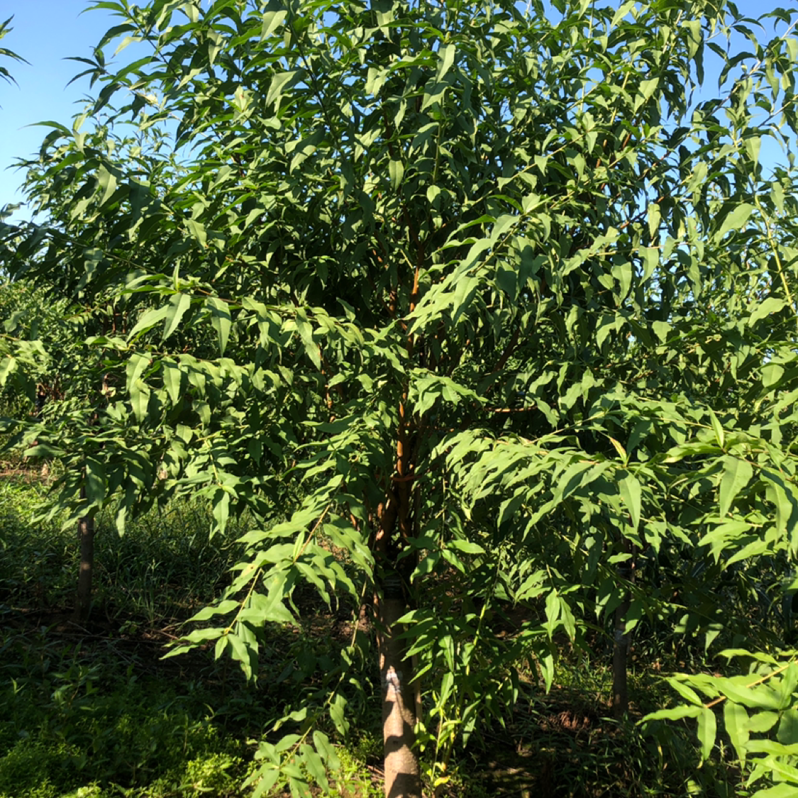 菊花碧桃图片