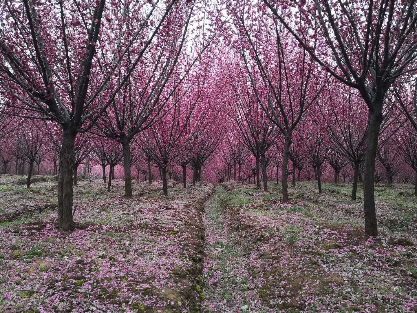 梅花图片