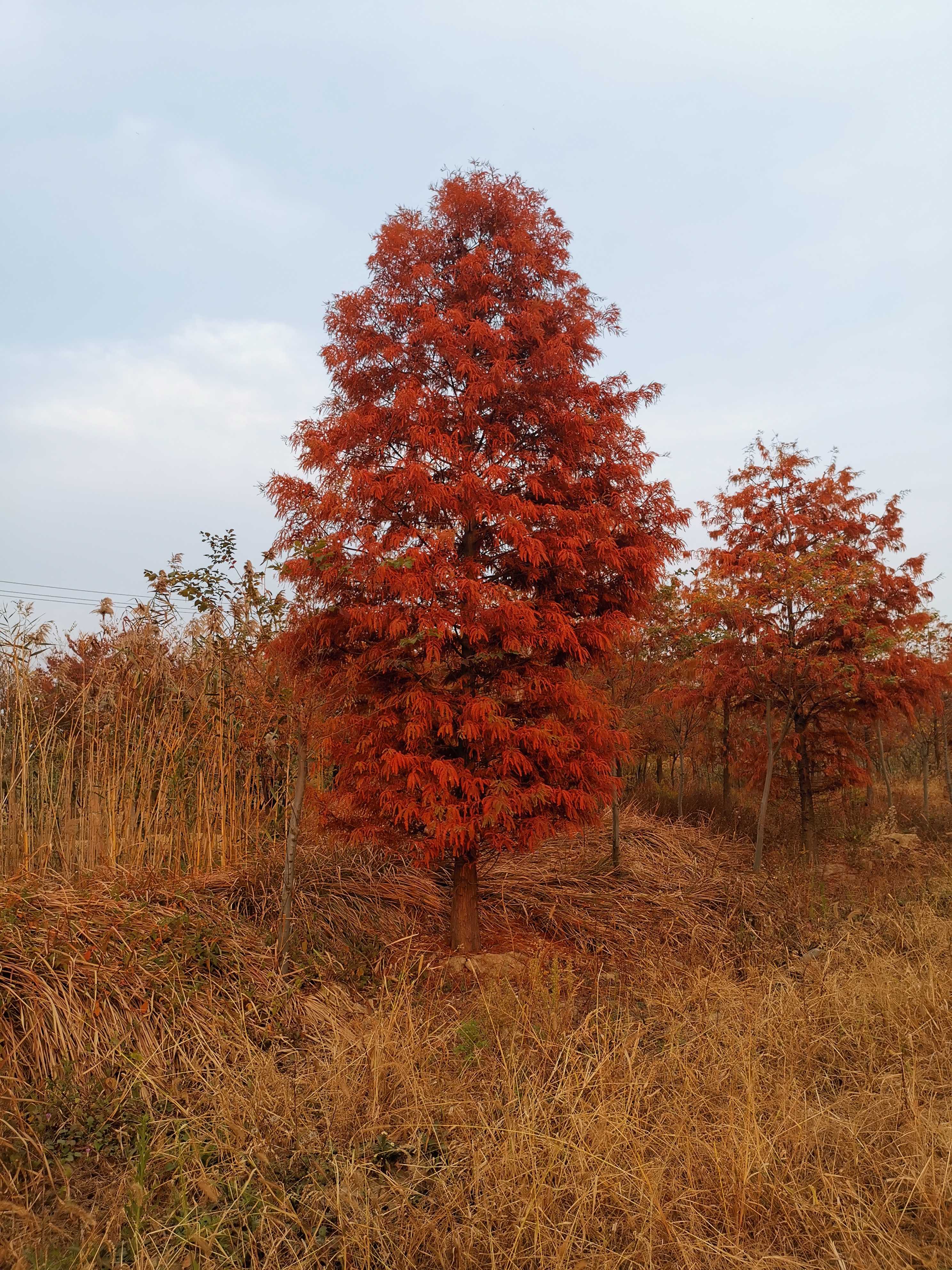 落羽杉_胸径16cm_价格500元_夏溪花木网_夏溪花木市场官网