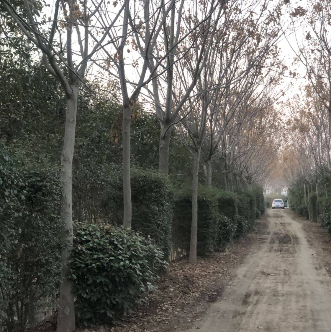安徽永强园林绿化工程有限公司