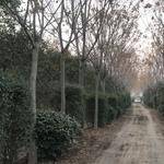 安徽永强园林绿化工程有限公司图片