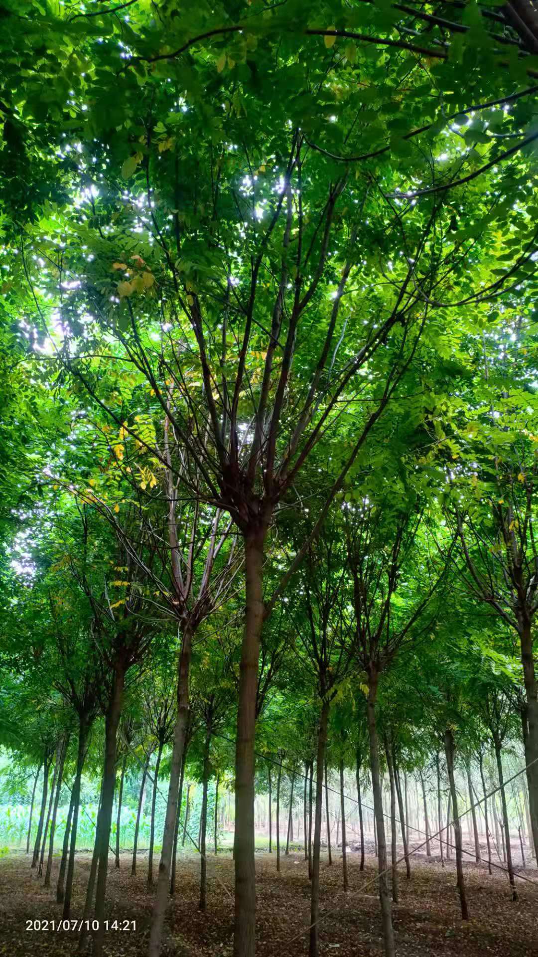 香花槐图片