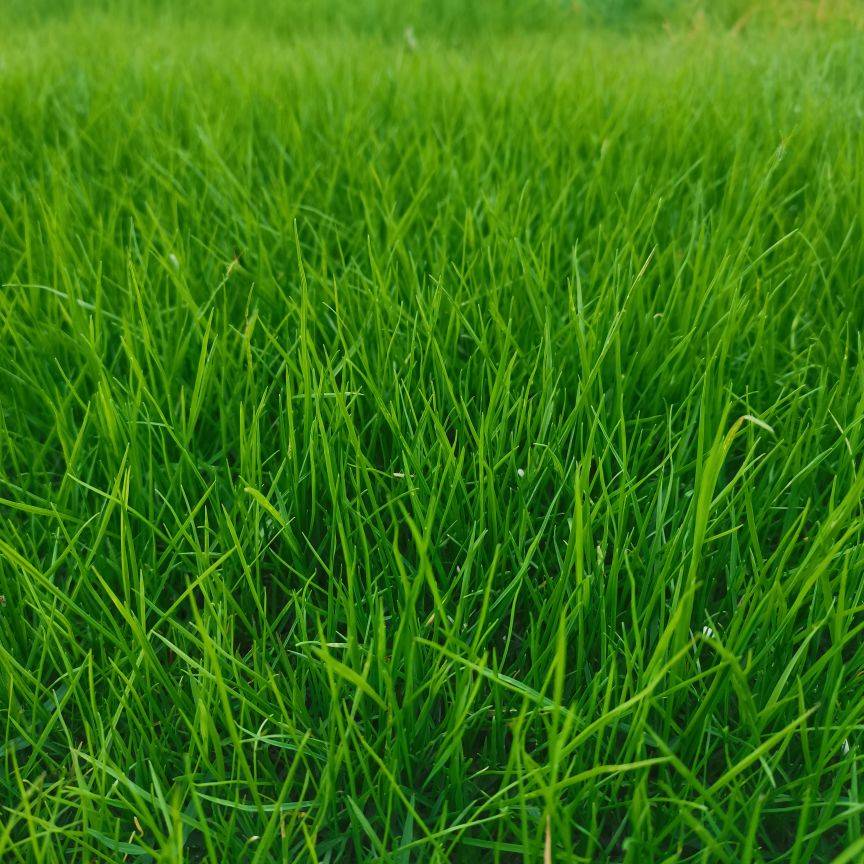 荣盛草坪基地图片