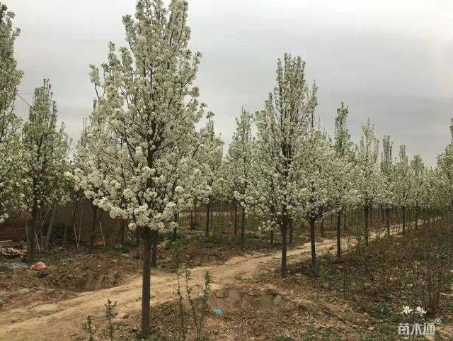 彩叶豆梨图片