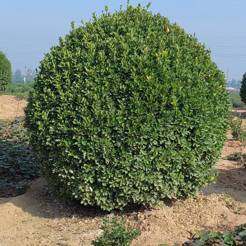 洛阳偃师绿鑫苗圃图片