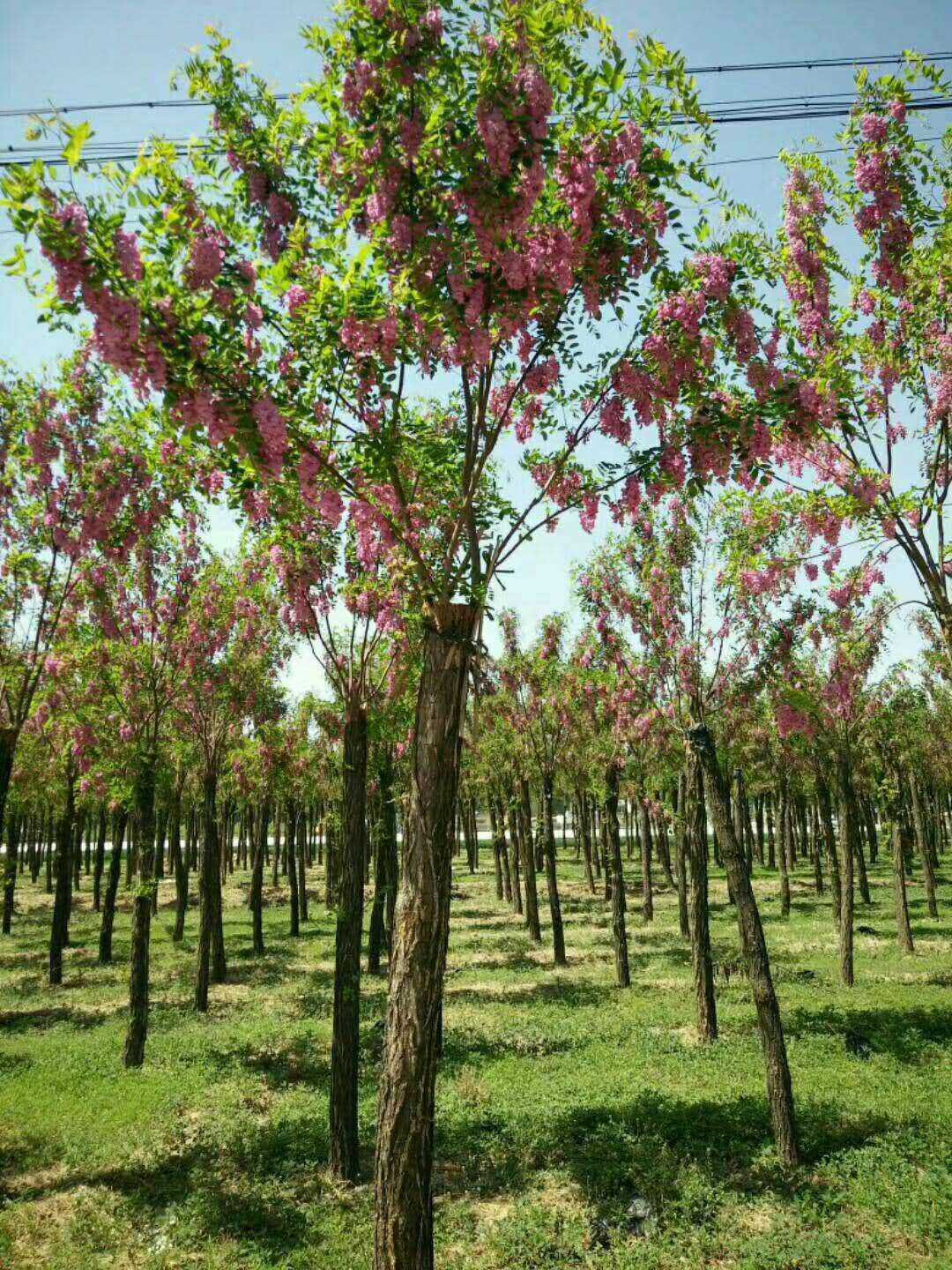 香花槐图片