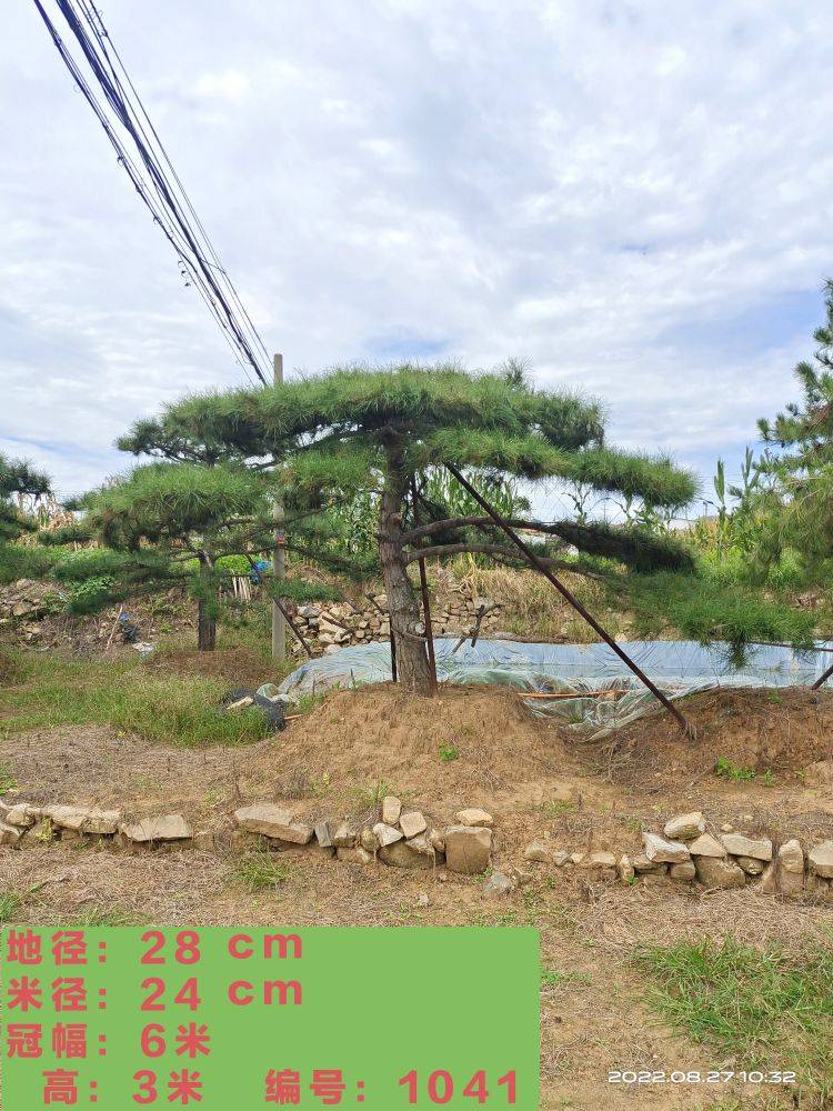 油松图片