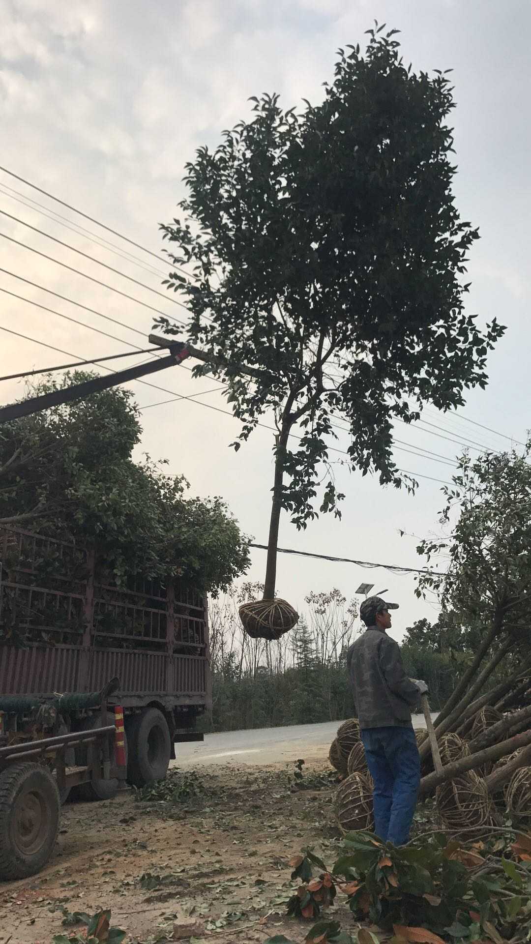 大叶女贞图片