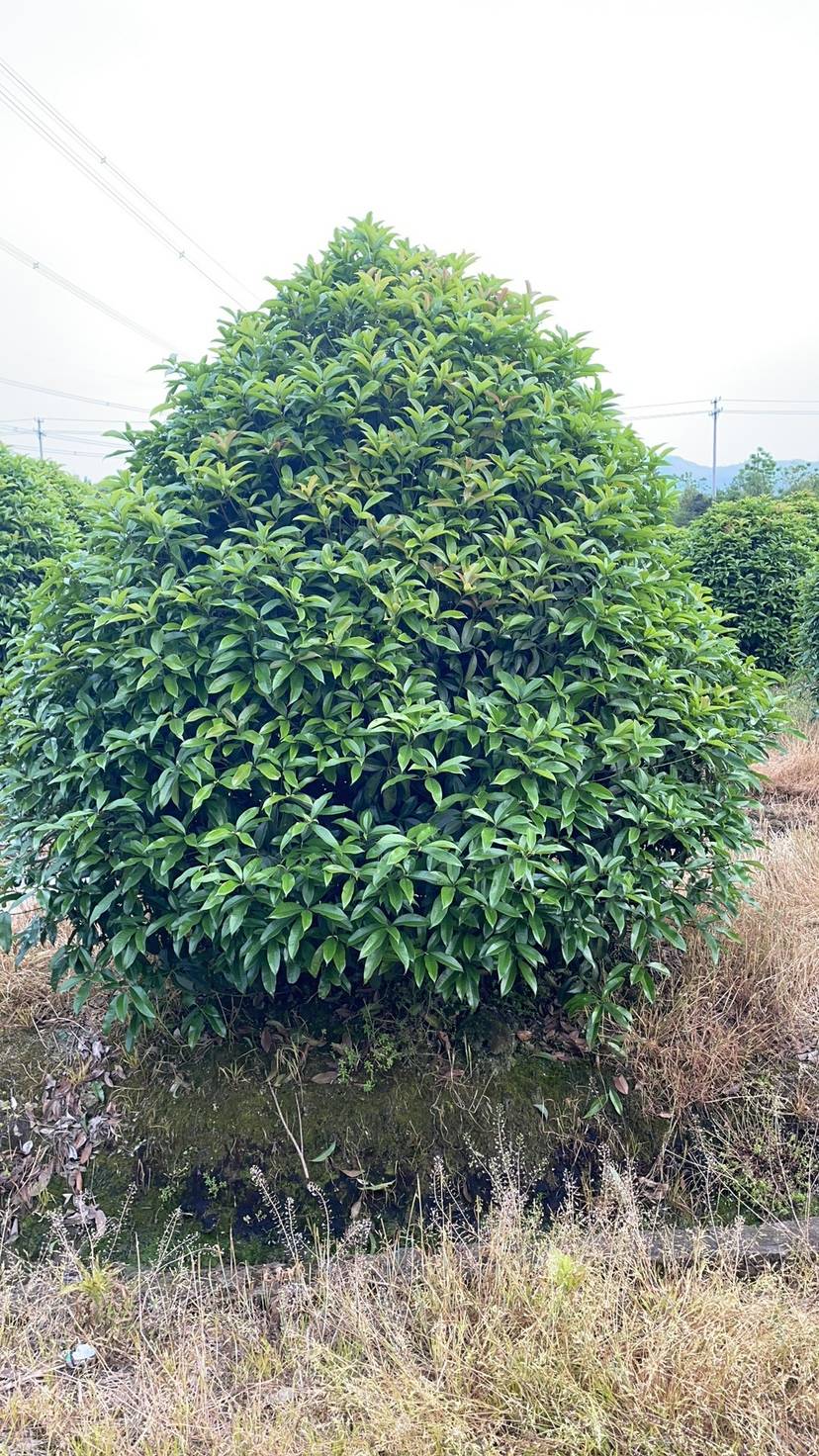 桂花图片