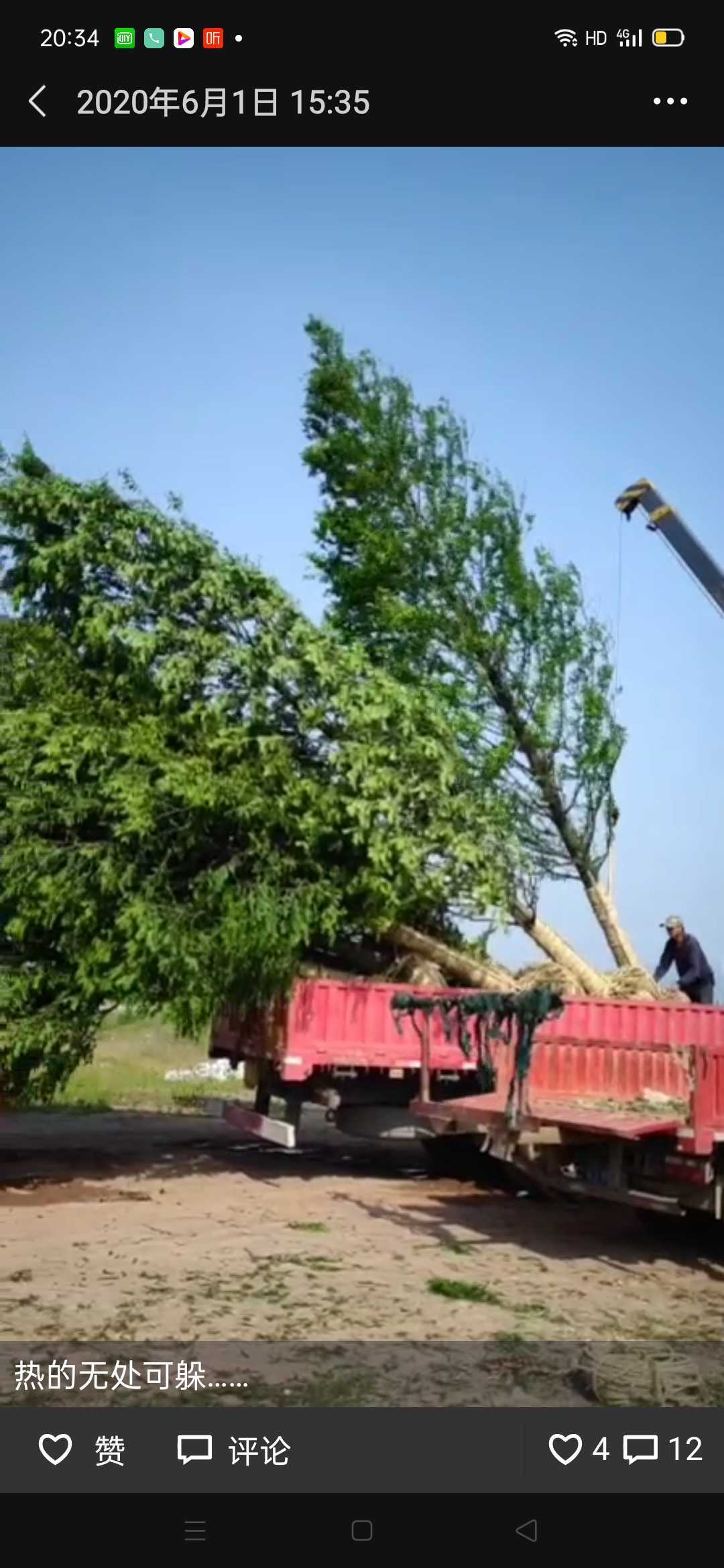 水杉图片