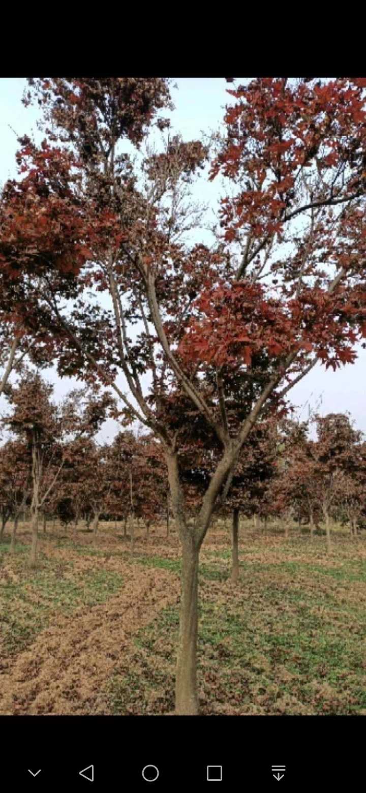 邳州市泽亮苗木有限公司图片