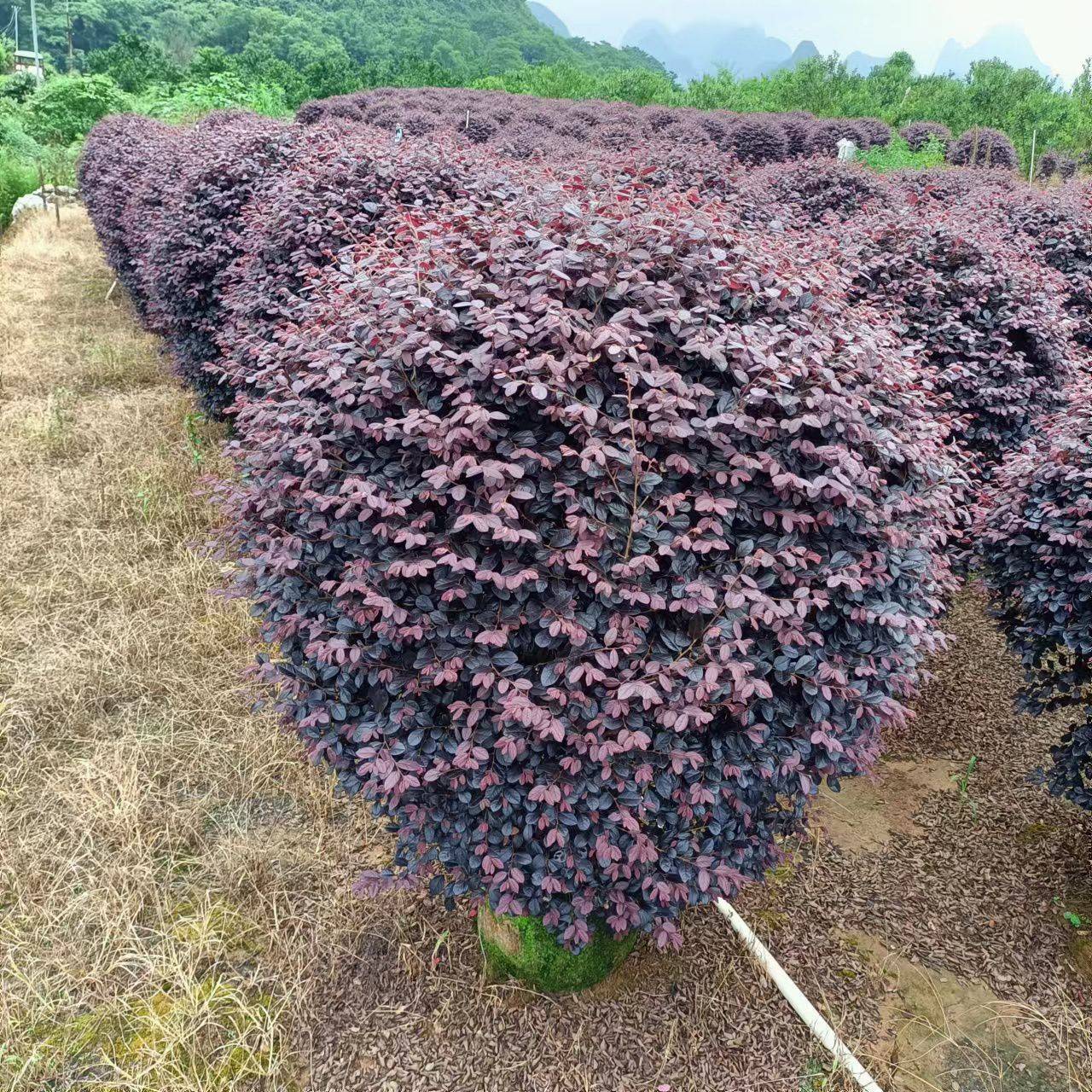 红花檵木图片