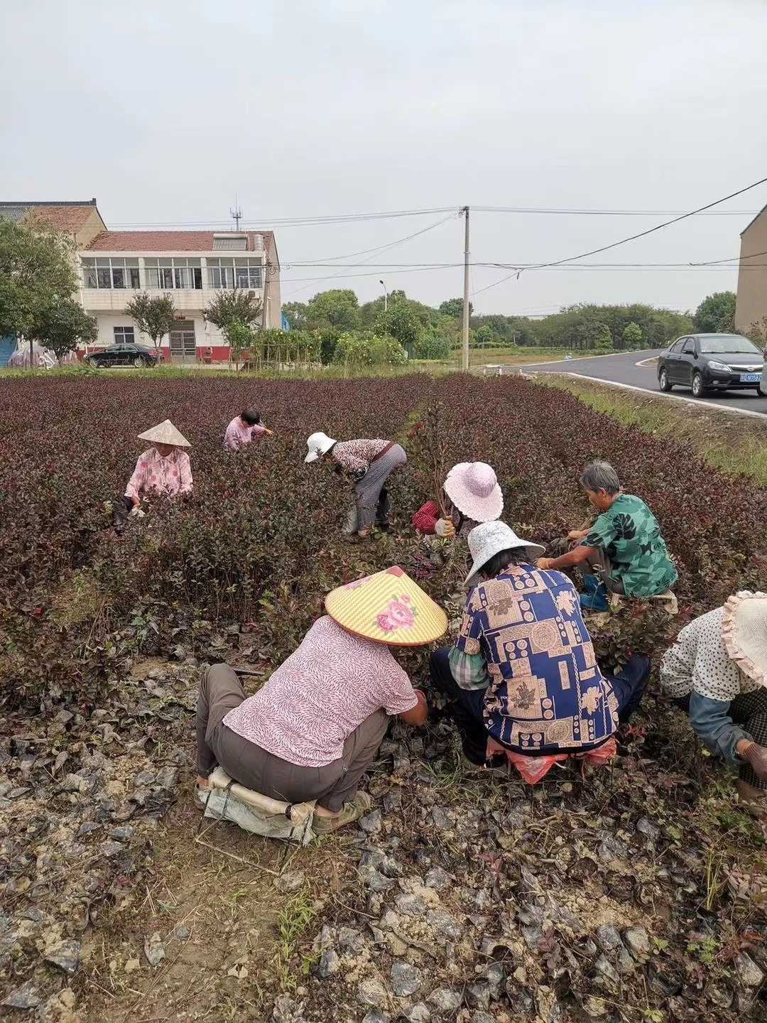 美国紫薇图片