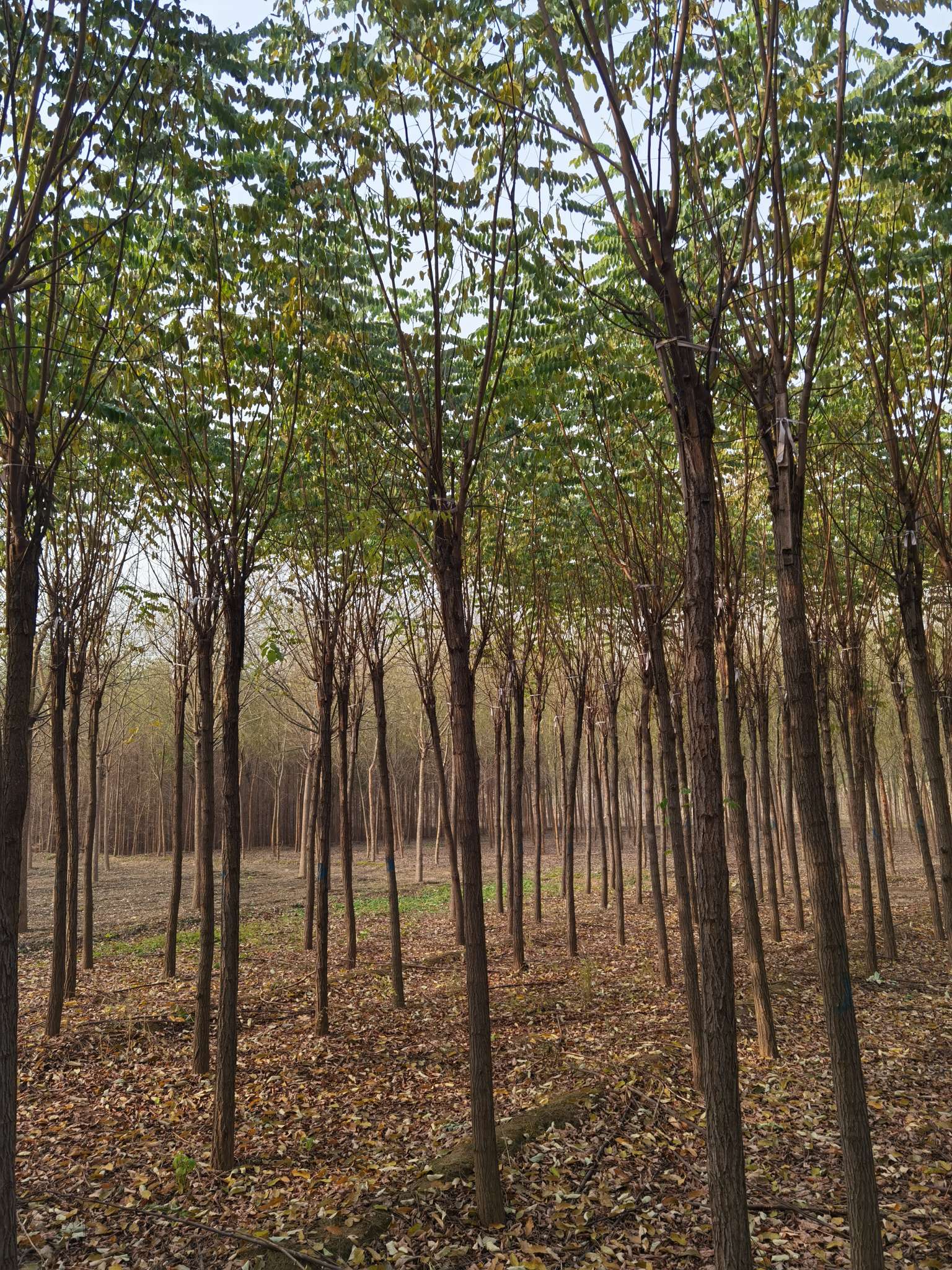 香花槐图片