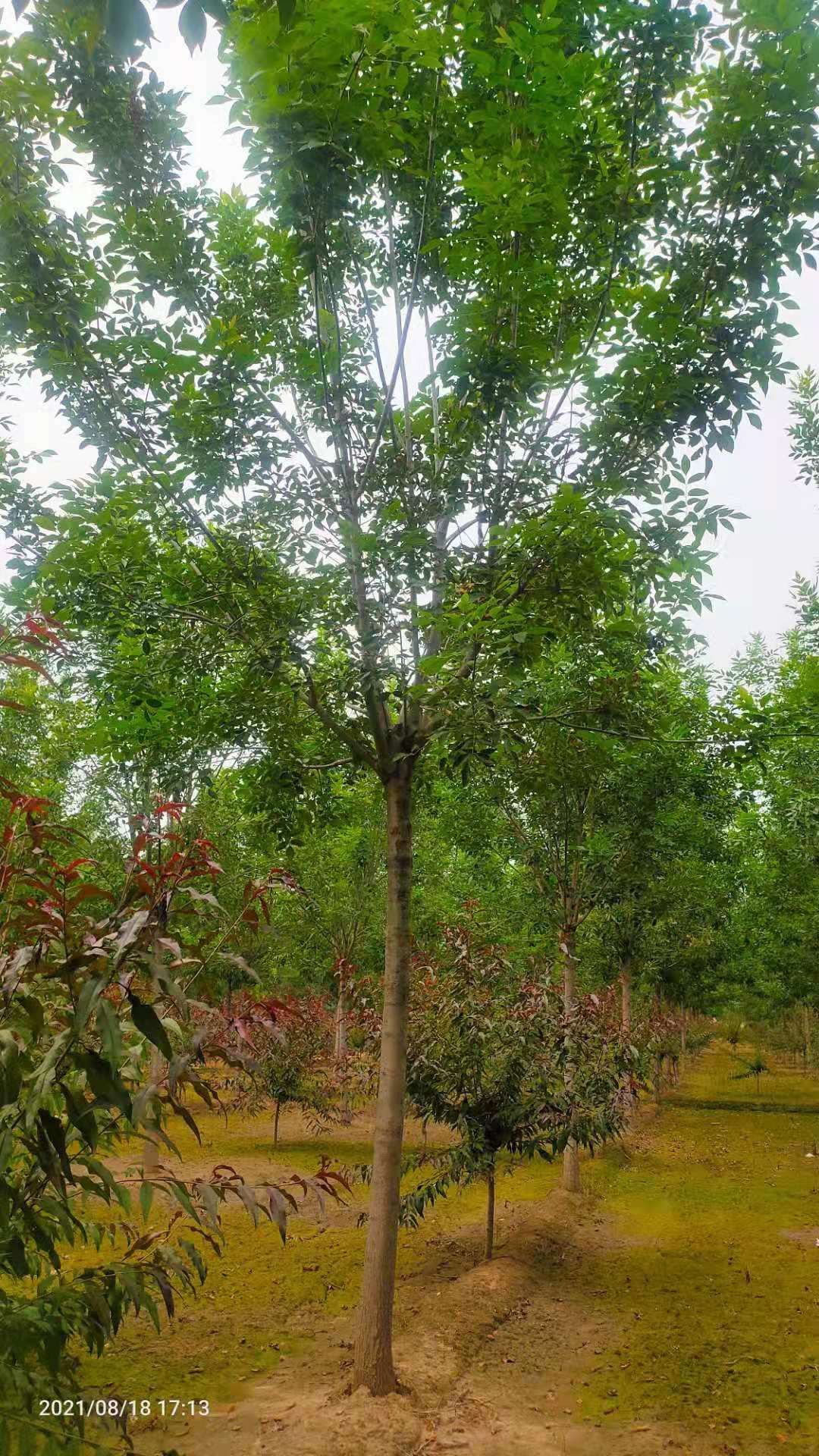 速生白蜡图片