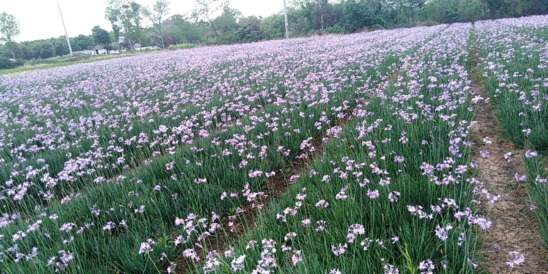 紫娇花图片