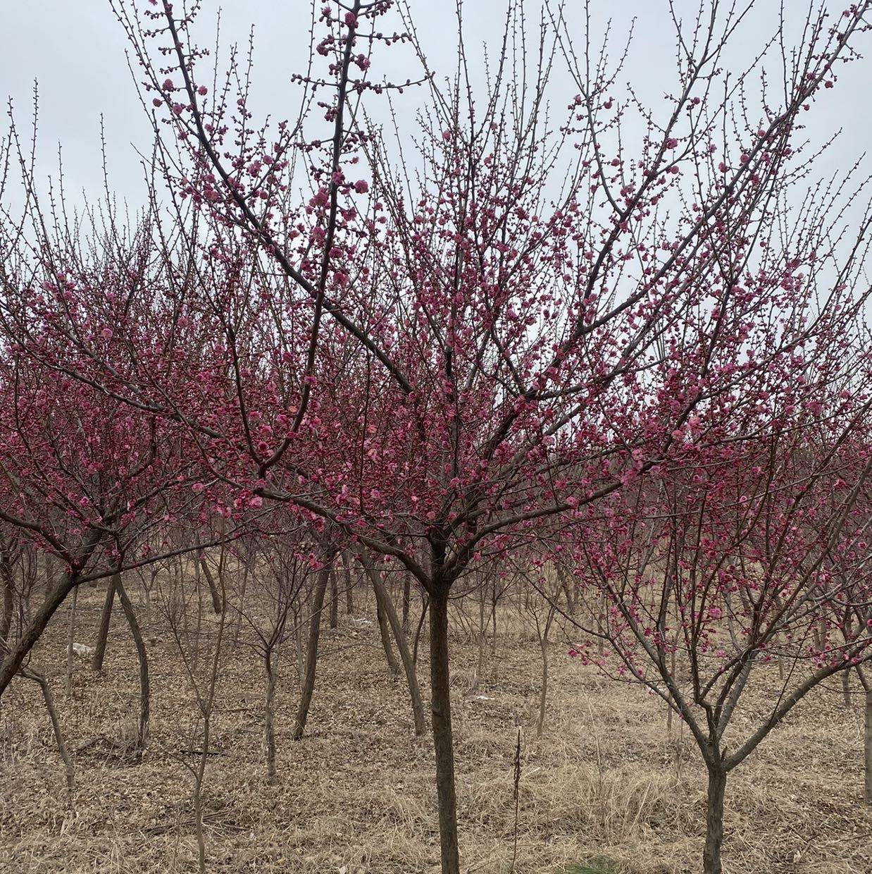 新沂市家豪花木合作社