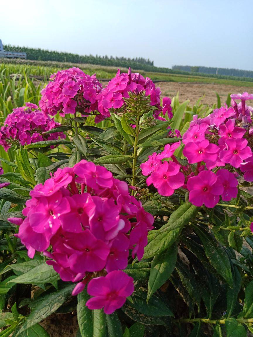 台安县核心花卉种植物园