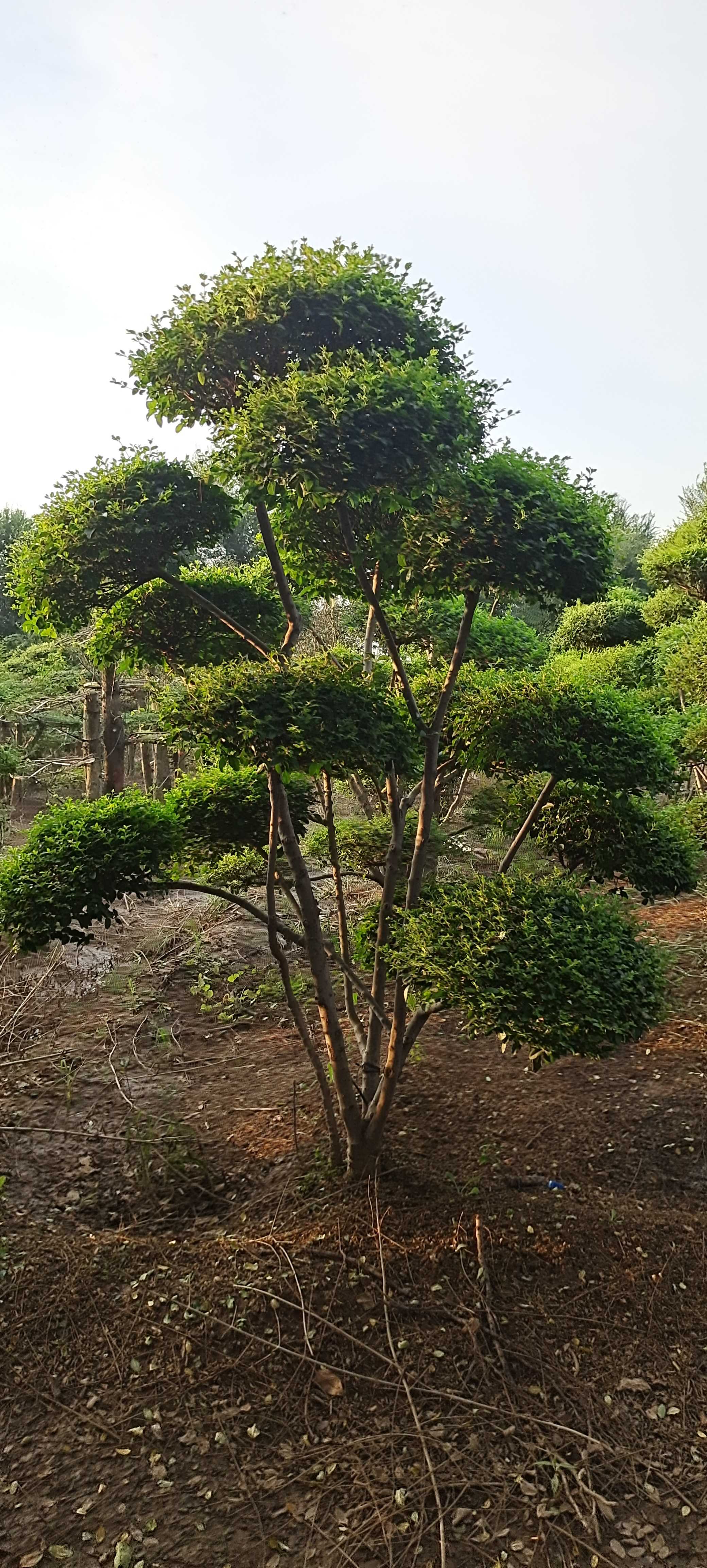 黄山栾树图片