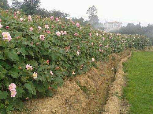 木芙蓉图片