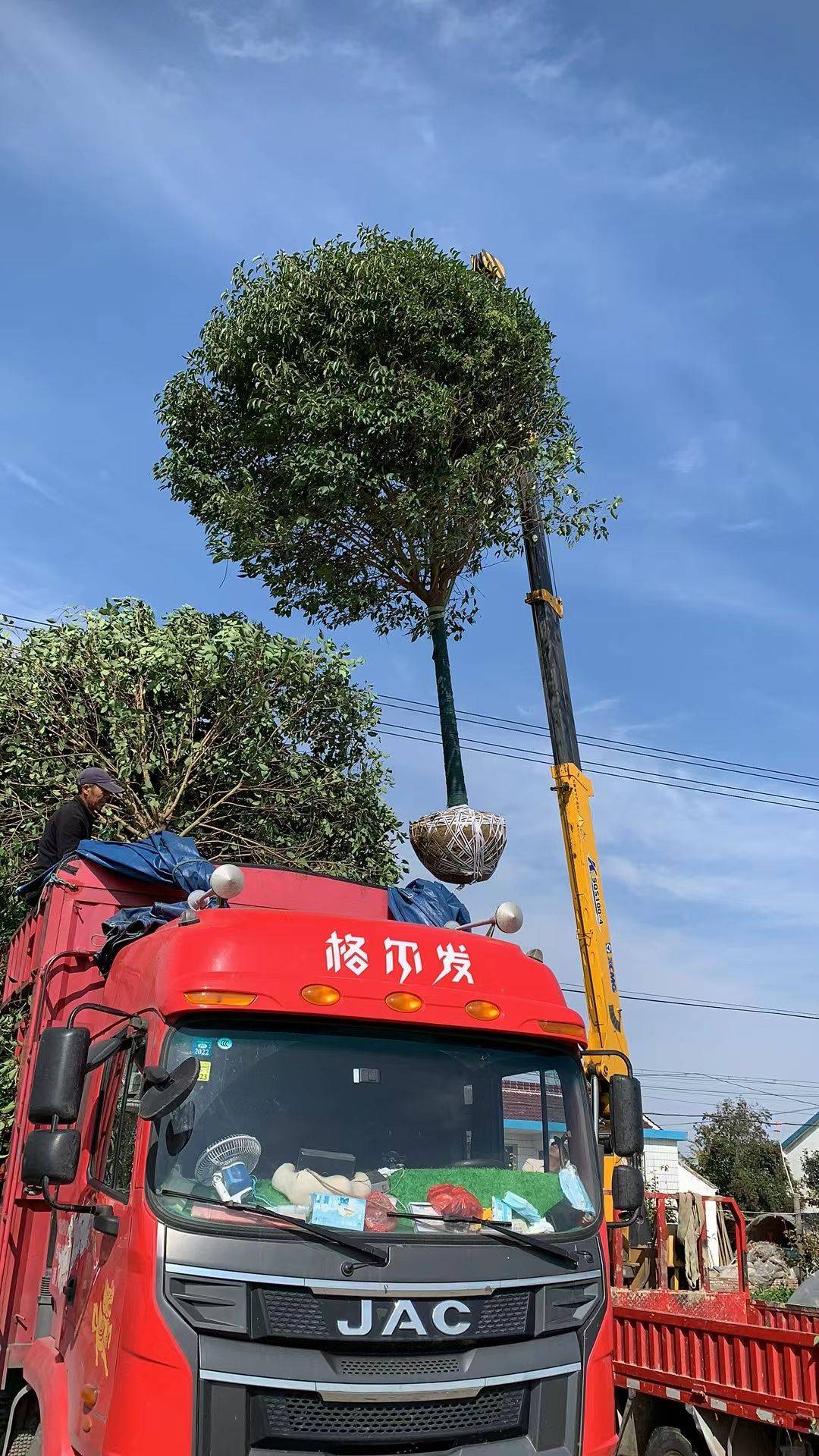 大叶女贞图片