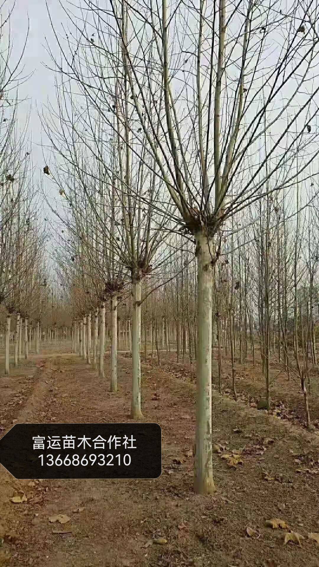 法国梧桐图片