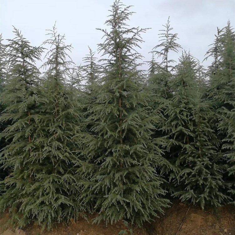 雪松图片