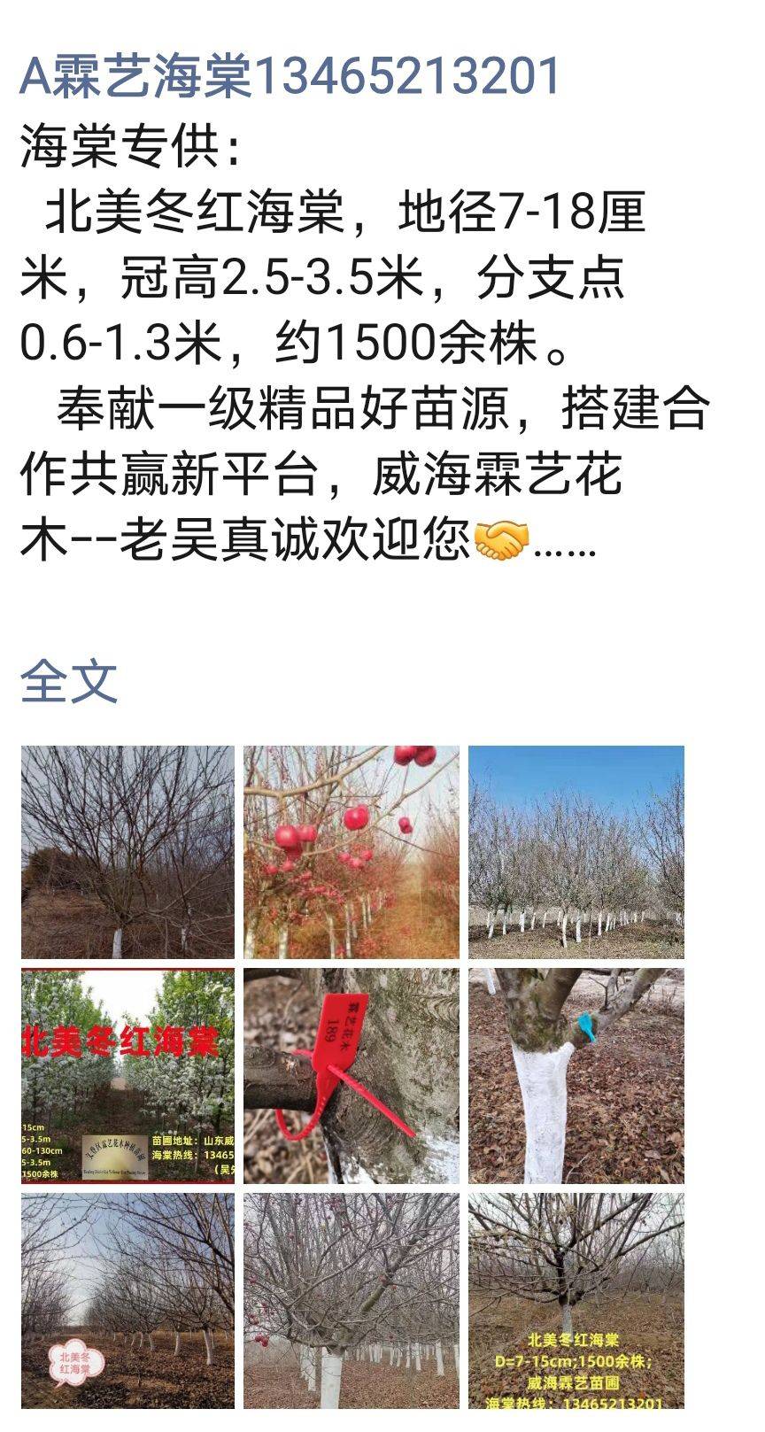冬红海棠图片