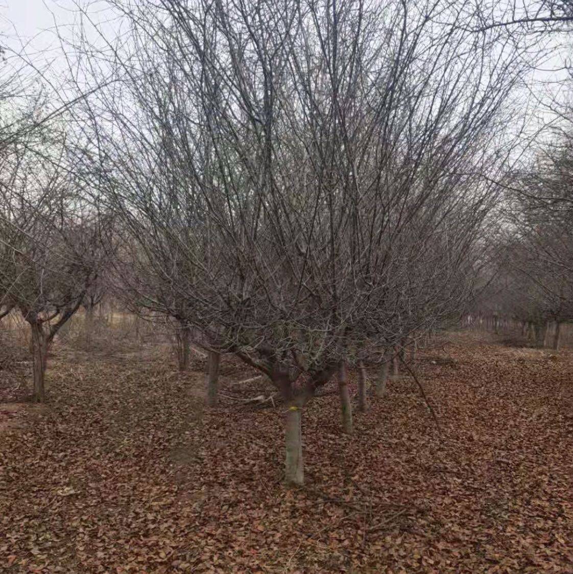 垂丝海棠图片