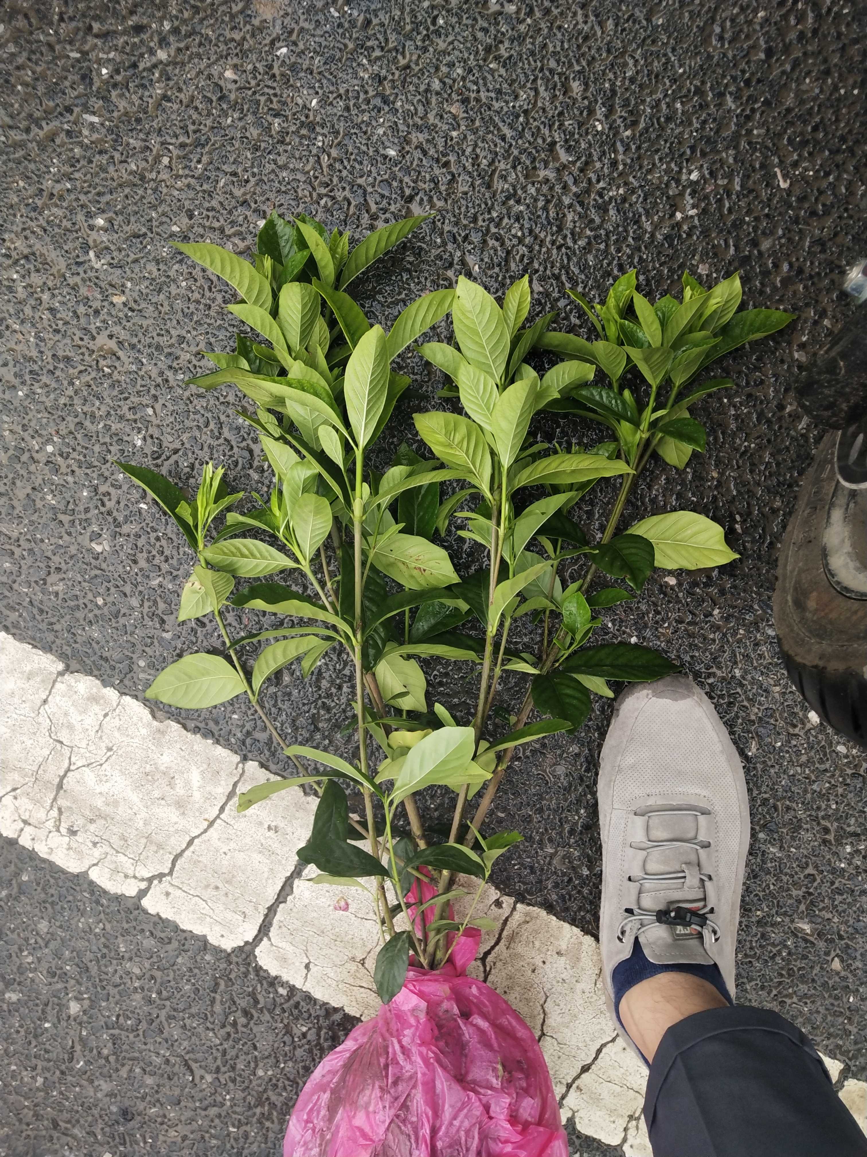 大叶栀子花