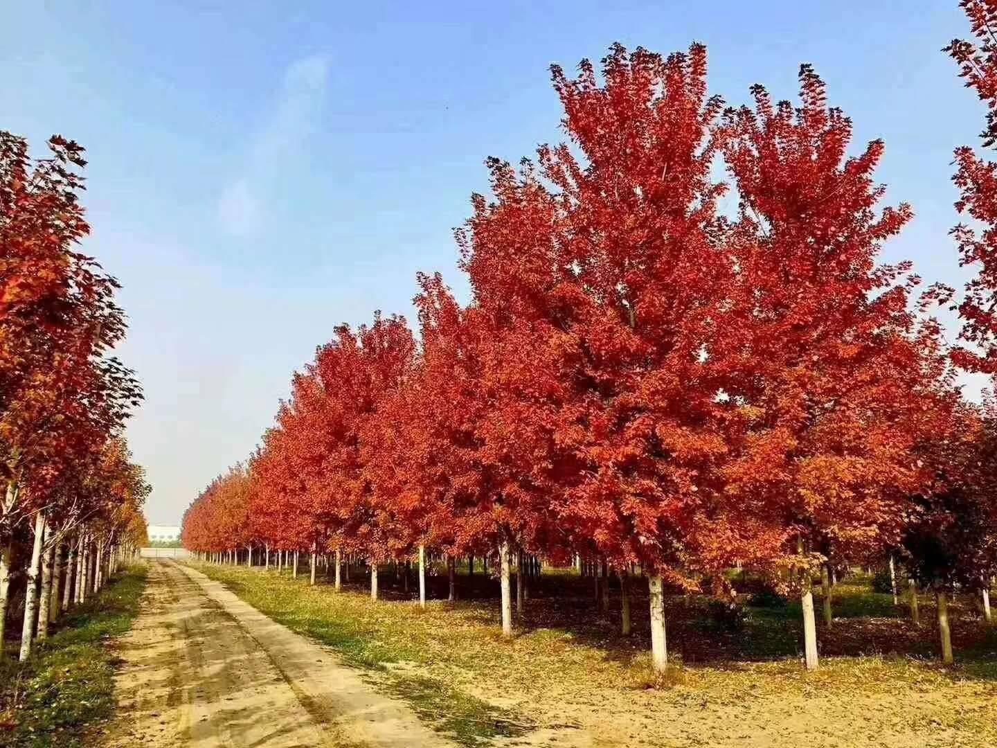 美国红枫（秋火焰）图片