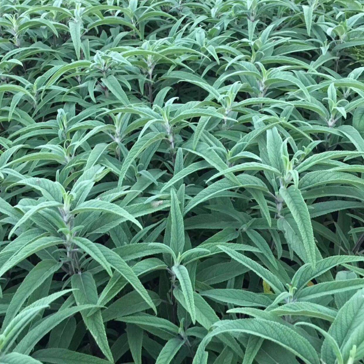 蓝花鼠尾草图片